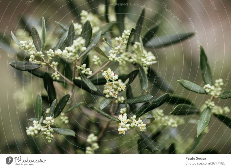 Blühender Olivenbaum oliv Olivenhain Olivenblatt mediterran Mediterrane Ernährung Natur Außenaufnahme Menschenleer Farbfoto Baum Tag Olivenernte grün Umwelt