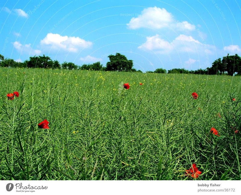 blaugrün mit roten tupfen Mohn Raps Wolken Wiese Feld Himmel