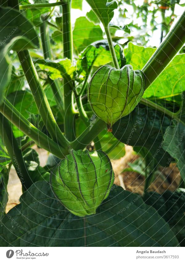 eigenes Bio-Gemüse anbauen: Physalis Garten Gemüsegarten Gemüseanbau Vegetarische Ernährung Kürbisse physalis alkekengi Bioprodukte Lebensmittel frisch