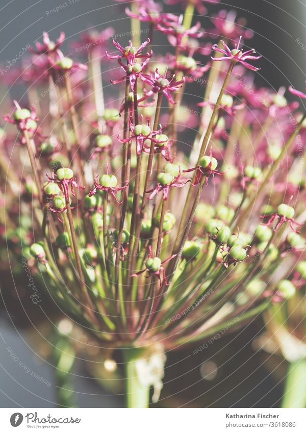 Allium giganteum Lauch Farbfoto Natur violett grün Tag Nahaufnahme Blume Garten Makroaufnahme Sommer schön Detailaufnahme rosa ästhetisch