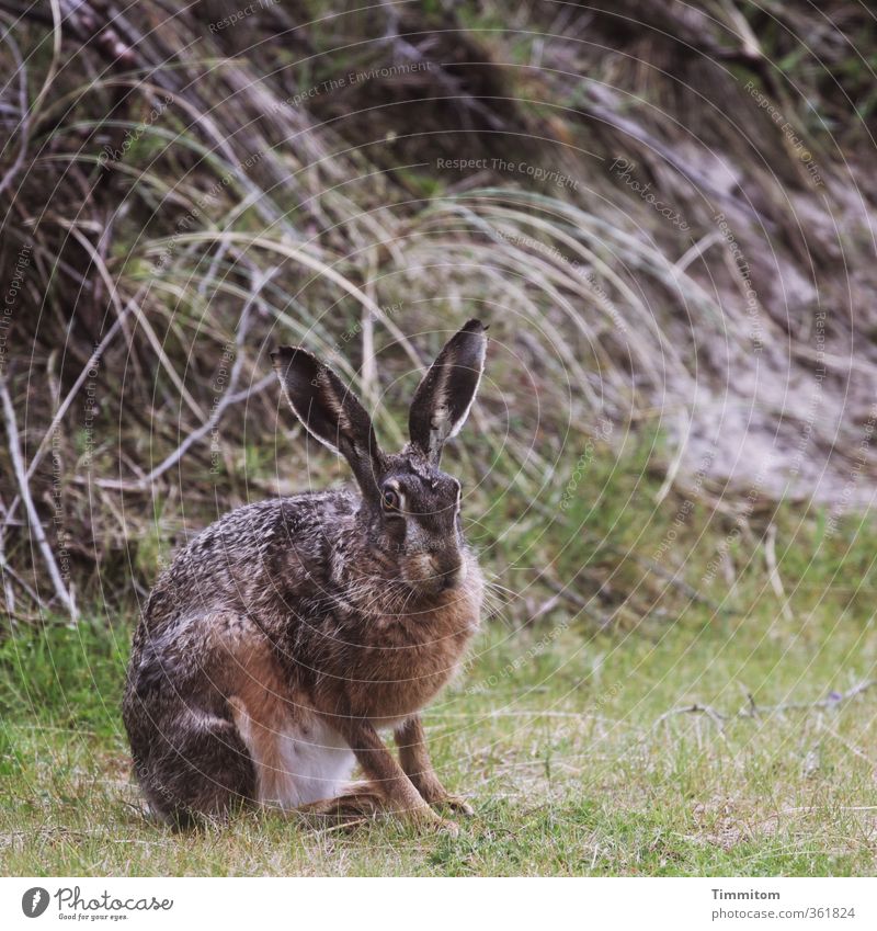 Montagshase, wachsam. Umwelt Natur Tier Dänemark Wildtier Hase & Kaninchen 1 beobachten Blick natürlich braun grün Gefühle Osterhase Farbfoto Gedeckte Farben