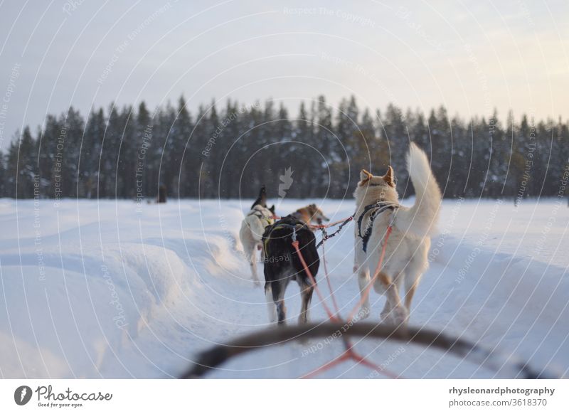 Huskyschlittenfahrt über einen zugefrorenen See bei Sonnenuntergang Winter Rodeln Schlitten Schnee Tier Hund polar kalt weiß aktiv Lappland Wald Kabelbaum Wagen