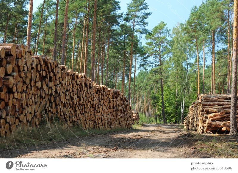 Holzstoß im Wald Holzstapel Baumstapel Stammholz Holzlagerung Stammholzlagerung Trockenlagerung Forstwirtschaft Waldwirtschaft Nutzholz Forstweg Waldweg