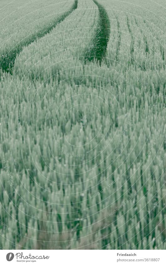Kornfeld mit Spuren Natur Außenaufnahme Getreidefeld Landwirtschaft grün Nutzpflanze Sommer Umwelt Ackerbau Ernährung einfarbig Menschenleer Feld