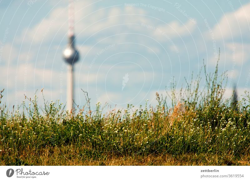 Berliner Fernsehturm hinter Gras alex alexanderplatz berlin city deutschland ferne fernsehturm frühling funk-und-ukw-turm hauptstadt himmel horizont innenstadt