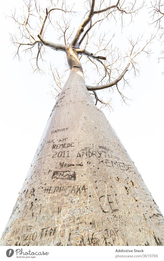 Alter Affenbrotbaum mit Schnitzereien baobab Baum hoch schnitzen laublos alt Pflanze Kofferraum Ast sonnig ruhig tagsüber idyllisch Windstille Wetter malerisch