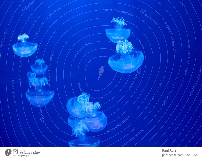 Fluoreszierende Quallen auf blauem Hintergrund, das Meer schwarz Medusa aquatisch schwimmen gefährlich exotisch friedlich Zoo Tierwelt Tropen Gift Stich Risiko