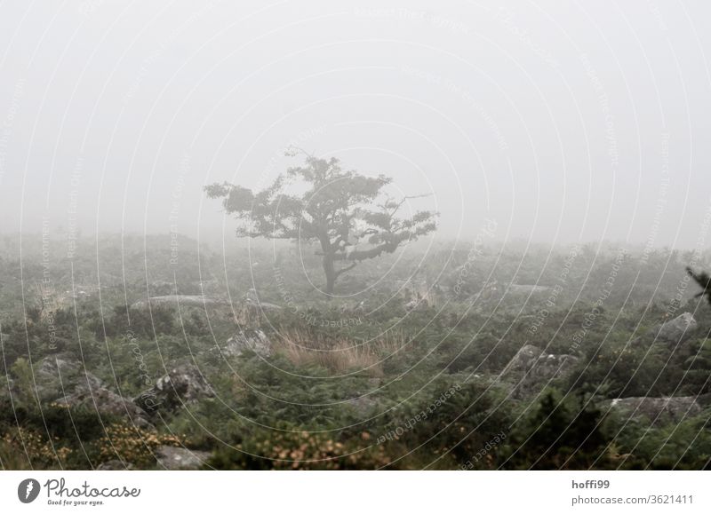 kleiner Baum im kargen Hochmoor bei Nebel Dartmoor Nebelstimmung Dunst dunstig Landschaft Nebelschleier Morgendämmerung schlechtes Wetter Nebelbank Nebelwand