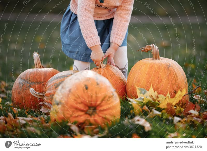 Ausschnittsfoto eines kleinen Mädchens, das versucht, einen Kürbis zu heben. Feld mit Kürbissen. geschnitzter Kürbis Ackerbau Hände halten Kind Saison