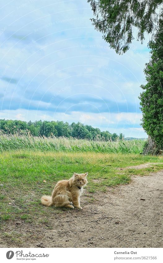 Katze sitzt bei leicht bewölktem Himmel im Schlosspark, im Hintergrund grünes Schilfgras . Haustier Tier Farbfoto Hauskatze Außenaufnahme Tierporträt Fell Blick