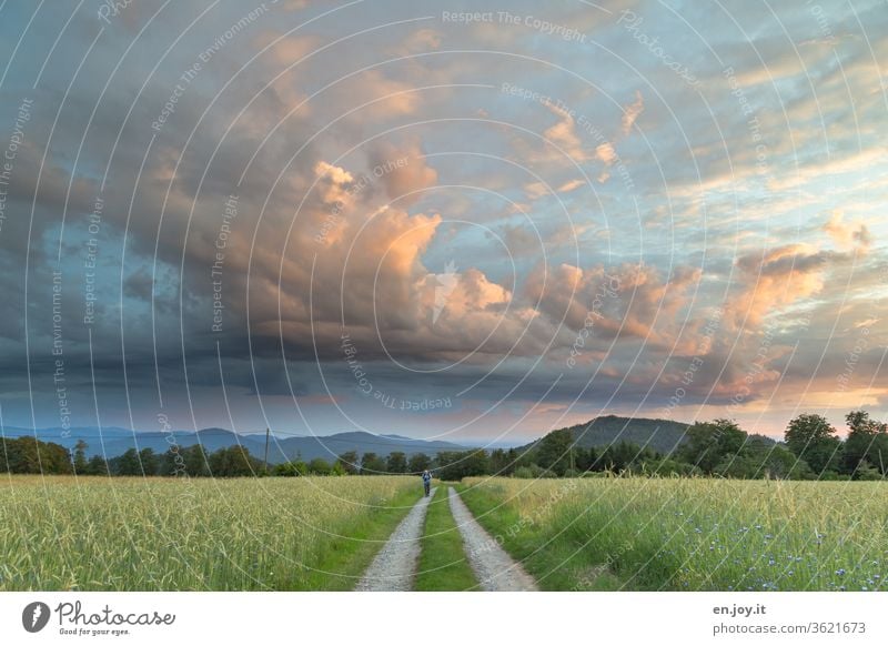 Mann läuft auf einem Feldweg zwischen Kornfeldern unter weitem Abendhimmel mit schönen Wolken, die vom Sonnenuntergang angestrahlt werden Himmel Felder Weg