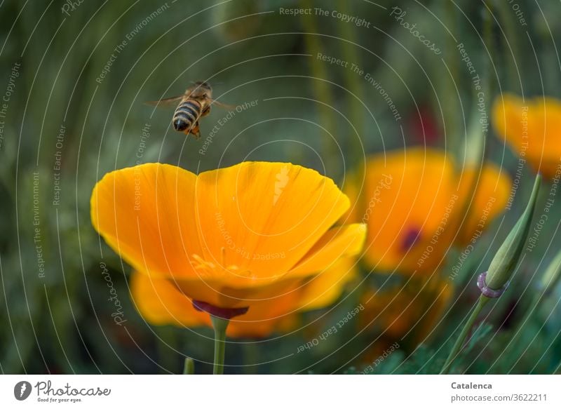Buzzy Mohntagmorgen Flora Fauna Pflanze Tier Kalifornischer Mohn Mohnkapsel gelber Mohn Blume Blüte Mohnblüte Grün Natur Garten Pollen Insekt Honigbiene Biene