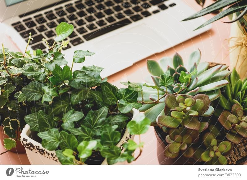 Fern-Online-Käufe von Gartenpflanzen und -geräten. Ein komfortabler, stilvoller Arbeitsplatz für Freiberufler mit Laptop und Zimmerpflanzen Sukkulenten
