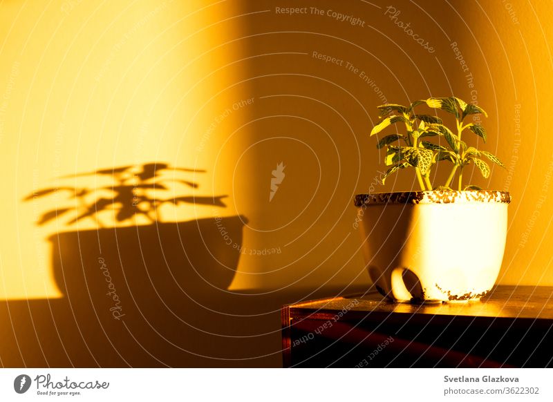 Das Spiel der untergehenden Sonne und der Schatten der Zimmerpflanzen an der gelben Wand Pflanze heimwärts Gartenarbeit Blume Topf spielen Licht Sonnenuntergang