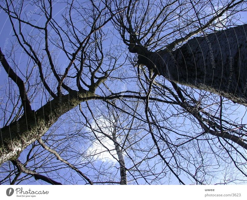 giant trees Baum Wolken Wald Fototechnik blau Himmel