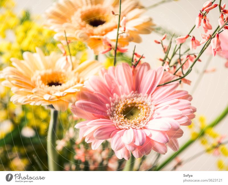 Strauß schöner Blumen Gerbera Nahaufnahme Frau Tag Postkarte Gruß Pastell flach legen Frühling Feiertag festlich Hintergrund Einladung rosa Mutter Hochzeit