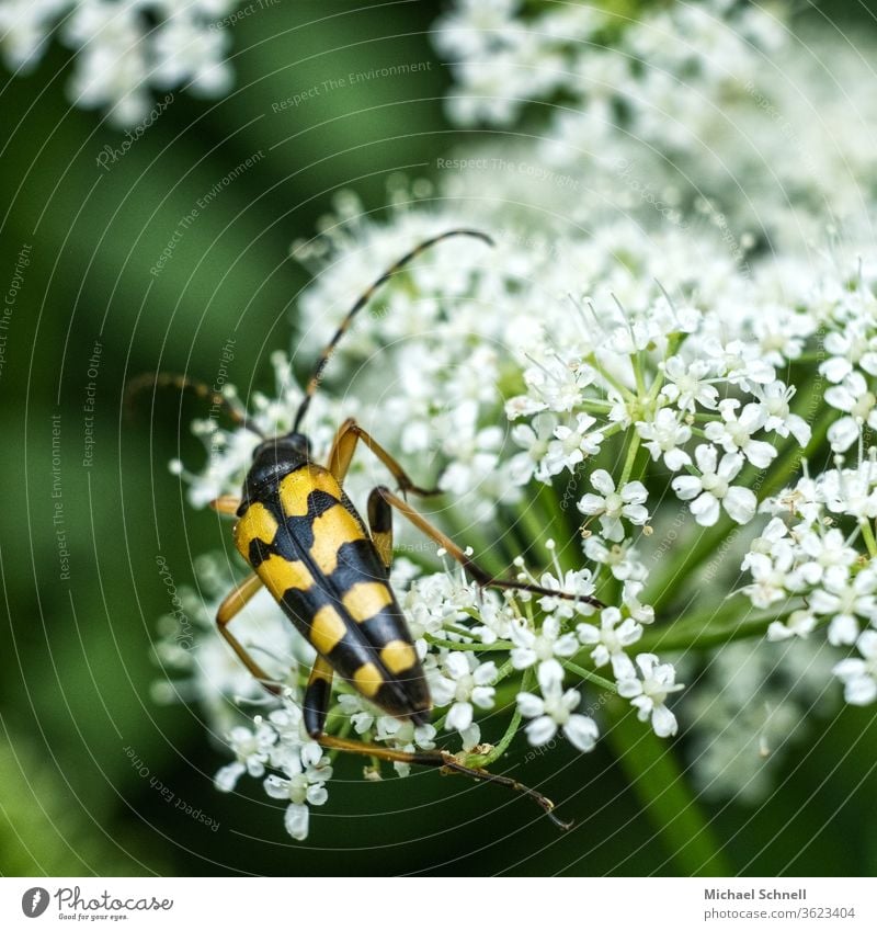 Gelb-schwarzes Insekt auf weißen Blüten Käfer Makroaufnahme Nahaufnahme Farbfoto Tier Natur