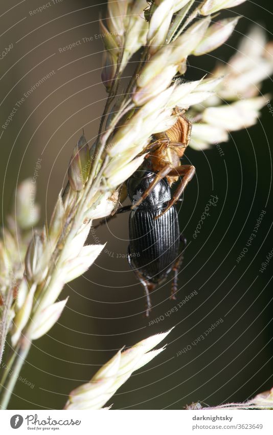 Spinne mit Käfer als Beute Insekten Spinnen Makro Tier Makroaufnahme Farbfoto Natur Schwache Tiefenschärfe grün Nahaufnahme Außenaufnahme Umwelt spinnen