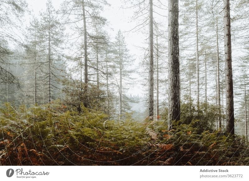 Nebelwald mit Bäumen und Farnpflanzen Wald Baum Morgen Wälder Natur Landschaft ruhig Mysterium biscay Baskenland Spanien Wurmfarn Windstille Waldgebiet grün