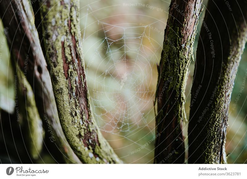 Spinnennetz im Wald an bedecktem Tag Netz Baum Muster Natur wolkig Wälder Pflanze Ast biscay Spanien Umwelt Flora Kofferraum Zweig Landschaft Wachstum Botanik