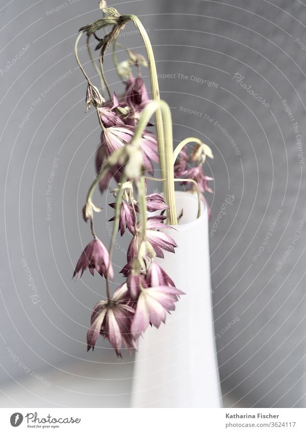 Die Zeit vergeht, Feldblumen in weißer Vase Natur Sommer Innenaufnahme Dekoration & Verzierung Blumen Vase mit Blumen einfach Stil stylisch grau delayednet