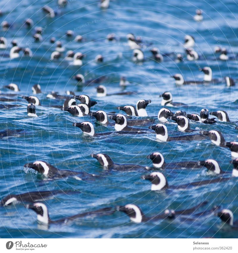 alle man abkühlen Ausflug Ferne Freiheit Sommer Meer Wellen Schwimmen & Baden Umwelt Natur Wasser Küste Tier Wildtier Vogel Tiergesicht Pinguin Tiergruppe