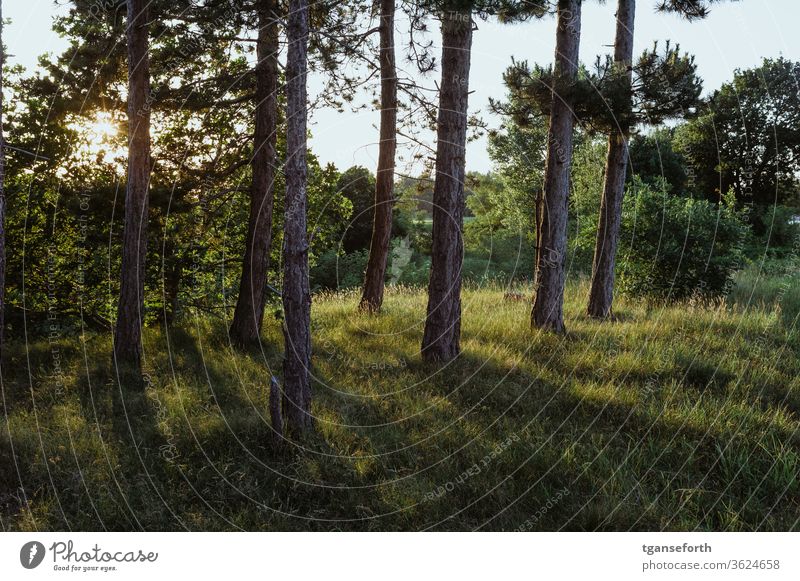 Licht hinter Bäumen Kiefer Kiefern Außenaufnahme grün Landschaft Farbfoto natürlich Menschenleer Natur Pflanze ruhig schön Baum Sonnenlicht Sonnenstrahlen