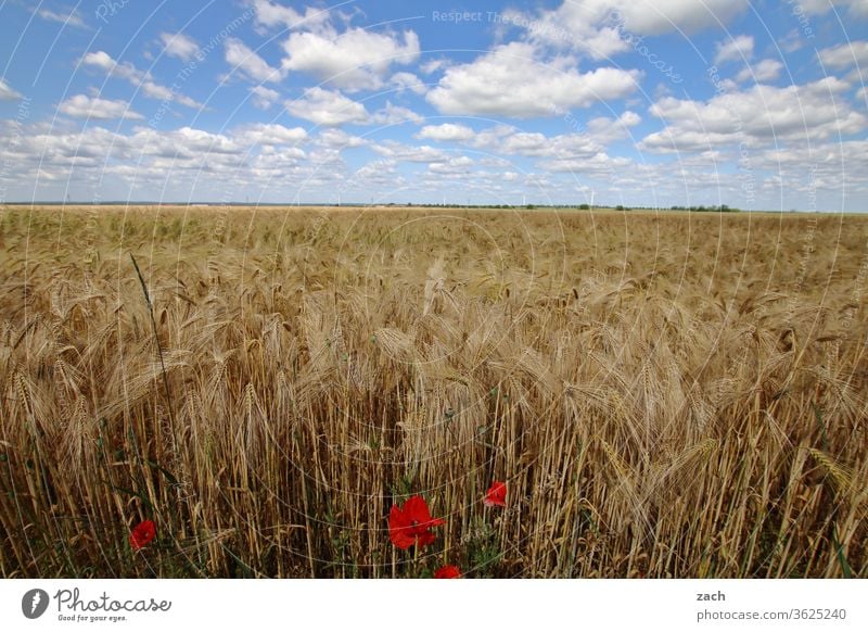 7 Tage durch Brandenburg - Feldstudie Ackerbau Landwirtschaft Gerste Gerstenfeld Getreide Getreidefeld Weizen Weizenfeld gelb blau Himmel Blauer Himmel Wolken