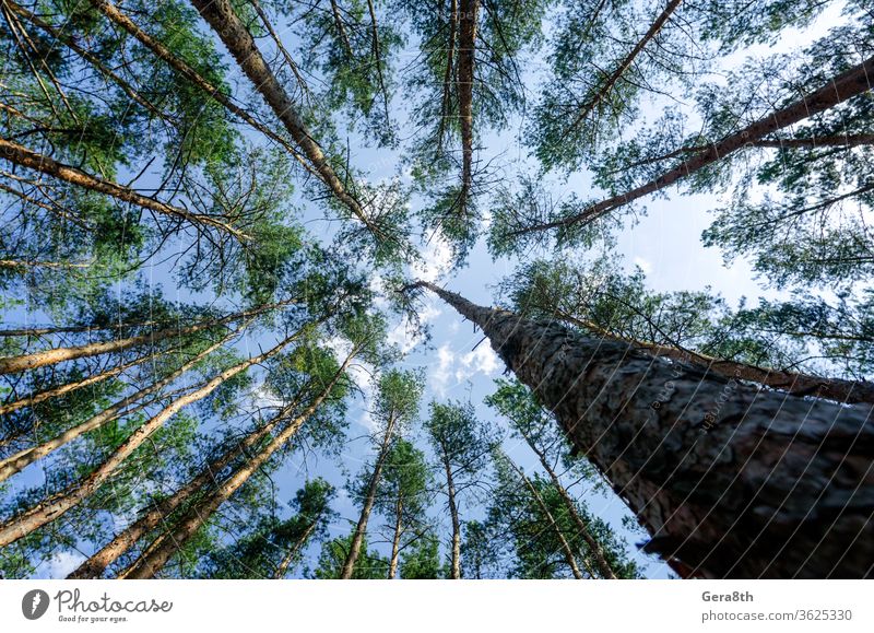 Bodenansicht von hohen Kiefern im Wald gegen Himmel und Wolken Air ringsherum Hintergrund blau Unteransicht Ast hell nadelhaltig Ökologie Umwelt Laubwerk