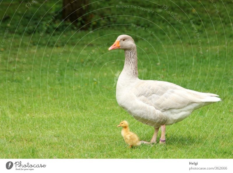 AST6 Inntal | Mutter und Kind... Umwelt Natur Tier Frühling Schönes Wetter Gras Wiese Haustier Nutztier Gans Gössel Küken 2 Tierjunges Tierfamilie Blick stehen