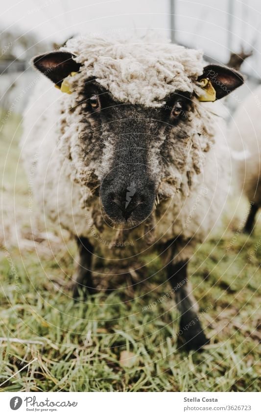 Schaf das direkt in die Kamera blickt Biologische Landwirtschaft Bioprodukte ökologisch Bauernhof Fell Menschenleer Schwache Tiefenschärfe Außenaufnahme grün