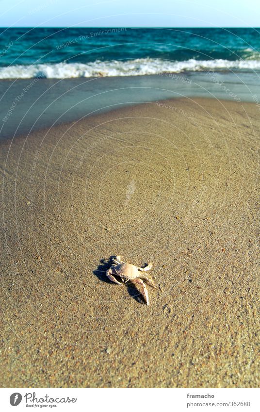 Crab Freizeit & Hobby Ferien & Urlaub & Reisen Sommer Sommerurlaub Strand Meer Wellen Natur Landschaft Tier Sand Wasser Wolkenloser Himmel Horizont Sonnenlicht