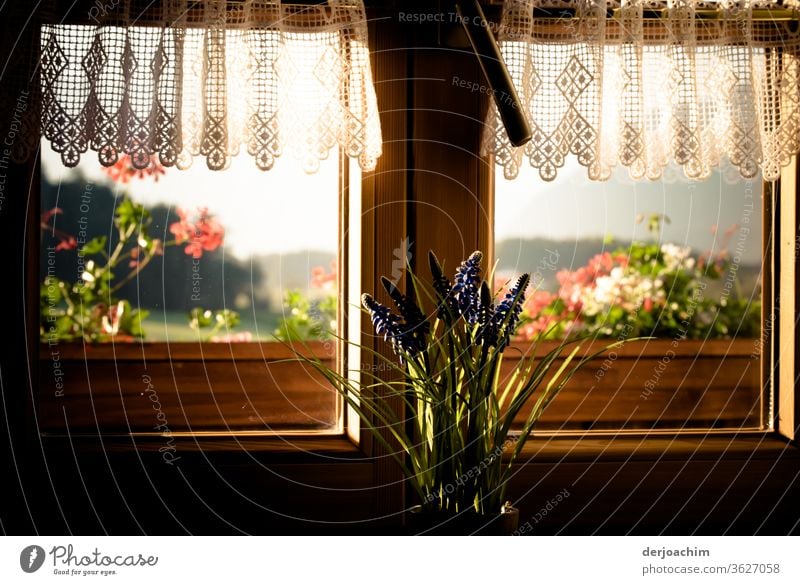 Fensterblick im Sommer von Innen nach Außen . Von einem Bayrischen Bauernhaus ein wunderschönes Fenster mit Blumen und einer bezauberten kleinen Gardine.
