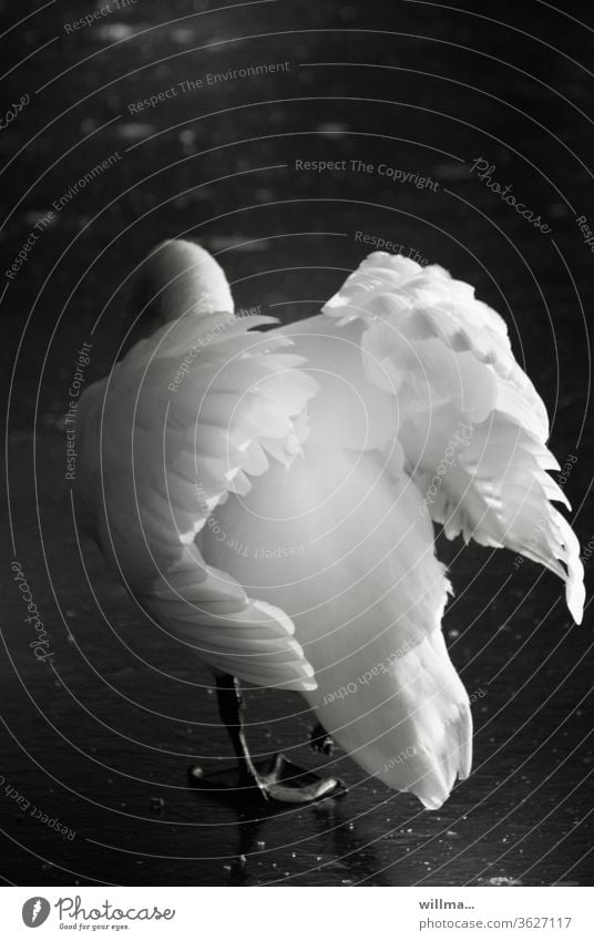 Ein weißer Schwan lüftet seine Flügel schön Schönheit Ästhetik mein lieber Schwan Höckerschwan Gefieder Angeber Schwanenvögel Vogel elegant stolz ästhetisch sw