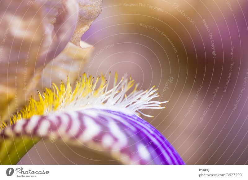 Haarige Details einer Iris Blume Gartenblume Häärchen Blüte Bluetenbestaeubung Insektenfutter Insektenlandeplatz Pflanze Natur Schwache Tiefenschärfe Blühend
