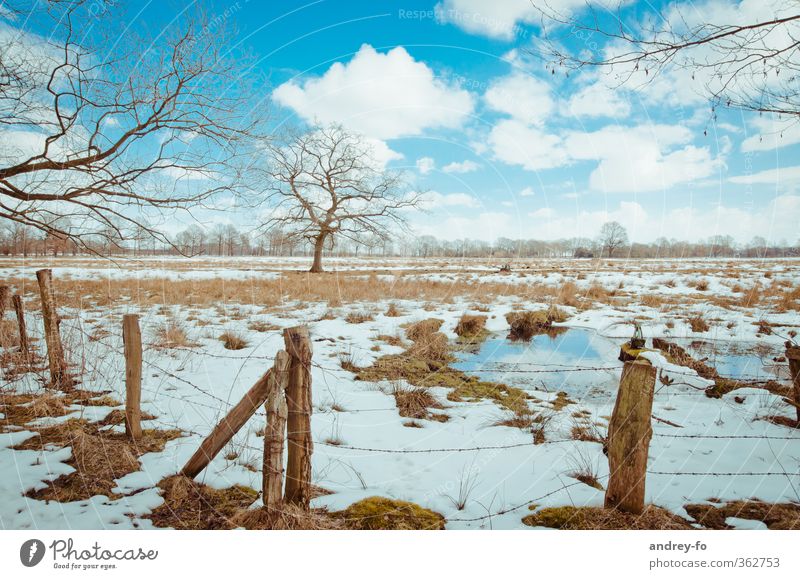 Frühling Natur Landschaft Erde Wasser Himmel Wolken Horizont Winter Schönes Wetter Eis Frost Schnee Baum Gras Moos Wiese Feld kalt natürlich blau braun weiß