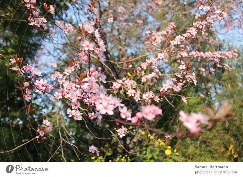 rosa Baumblüten im Frühlingslicht Fröhlichkeit frisch mehrfarbig Schwache Tiefenschärfe Tag grün Frühlingsfarbe Frühblüher aufblühen Frühlingstag Neuanfang