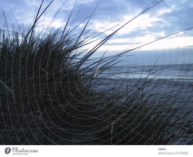 Abendstimmung Hiddensee Strand Dünengras Blick aufs Mee Stranddüne Ostsee Spätherbst