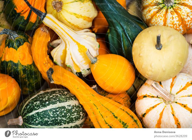 bunte Zierkürbisse, Kürbisse und Kürbisse auf dem Markt Varieté fallen farbenfroh Lebensmittel Herbst Gemüse Halloween Squash weiß grün gelb frisch orange