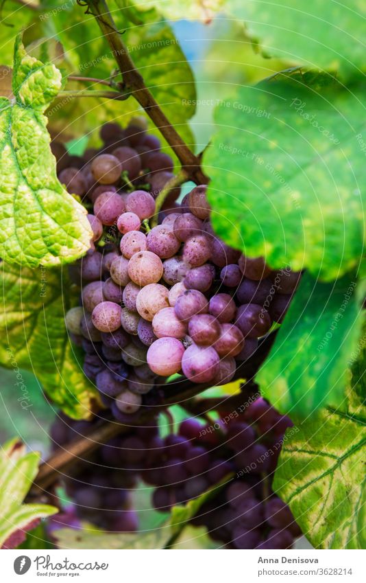 Reife Trauben im Herbst im Elsass, Frankreich Weinberg Ernte Weingut Kalifornien Hintergrund Ackerbau wachsend Landschaft Bauernhof frisch reif Weinbau ländlich