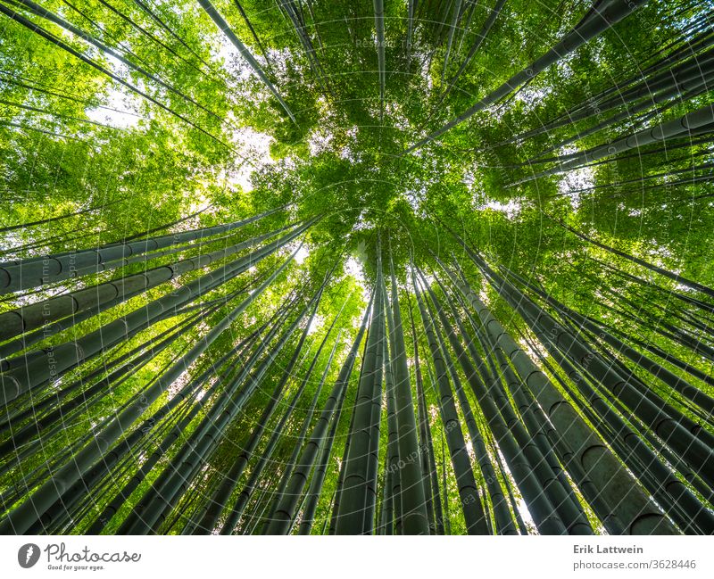 Bambuswald in Japan - ein wunderbarer Ort der Erholung Tokyo reisen Asien Japanisch Wahrzeichen Tempel Asakusa Schrein Turm Architektur Shinto berühmt schön