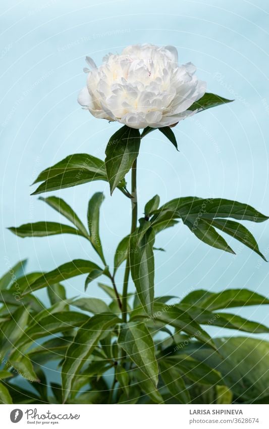 Weiß blühende Pfingstrosenblüte auf hellblauem Hintergrund. Schöner Knospenblütenkopf für Grußkarte, Kopierfeld Blume weiß schön Sommer natürlich Natur Blüte