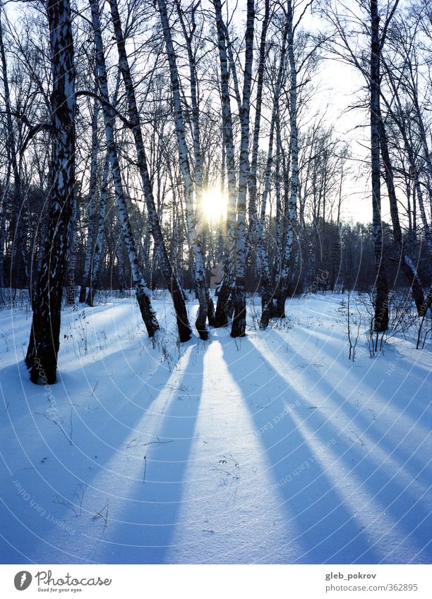 Doc# Kalt-Sonne Natur Landschaft Pflanze Himmel Sonnenaufgang Sonnenuntergang Sonnenlicht Winter Klimawandel Wetter Schönes Wetter Eis Frost Schnee Baum Wald