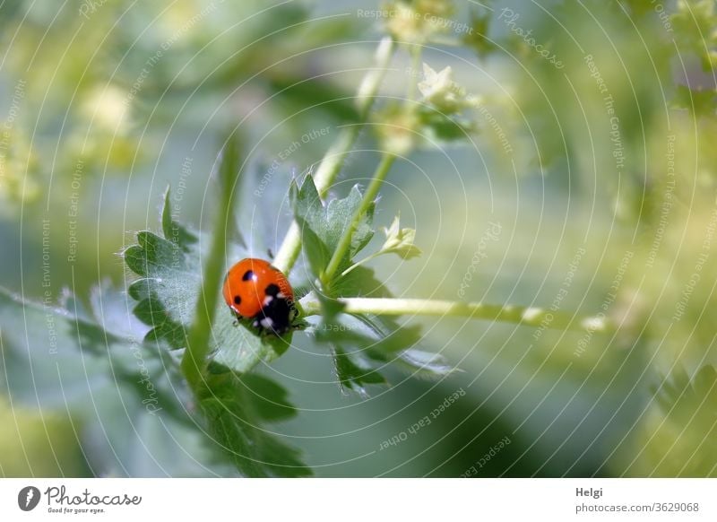 kleiner Käfer - Marienkäfer sitzt auf einem Blatt einer Grünpflanze Insekt Glücksbringer Tier Natur Außenaufnahme Farbfoto Nahaufnahme 1 Menschenleer