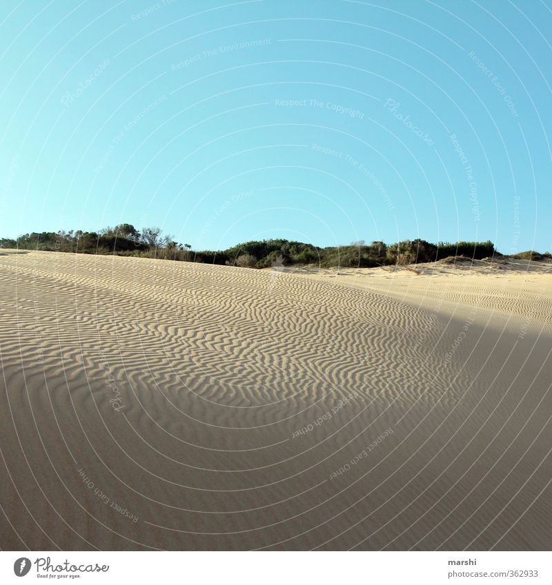 Spuren im Sand Natur Landschaft Sommer Klima Schönes Wetter Wärme Dürre Küste Strand Meer trocken Wüste Südafrika Düne Himmel Ferne Ferien & Urlaub & Reisen