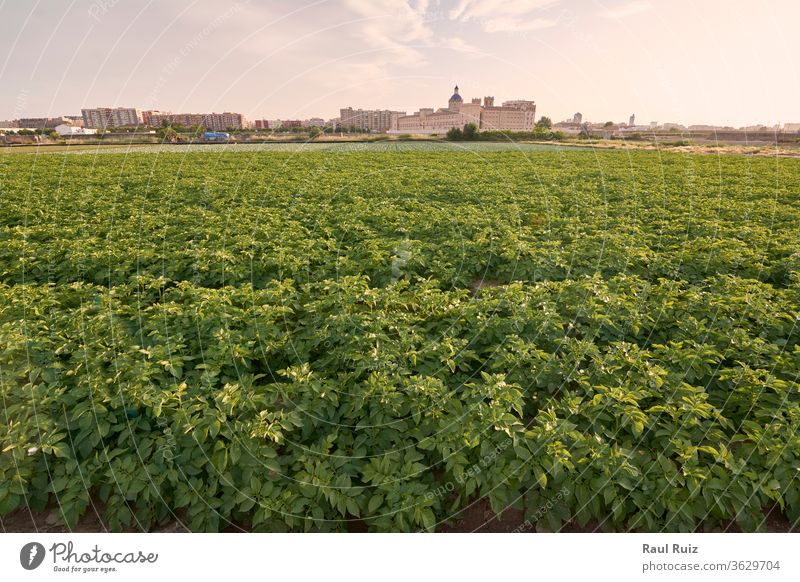 Kartoffelpflanzenfeld vor der Ernte üppig (Wuchs) Gesundheit Cloud natürlich niemand roh Himmel ländlich wachsen Blatt Lebensmittel Landwirtschaft Feld