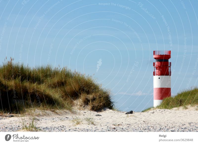 rot-weißer Leuchtturm steht vor blauem Himmel am Rande der Düne von Helgoland Bauwerk Architektur Sand Insel Nordsee Nordseeinsel Dünengras schönes Wetter Natur