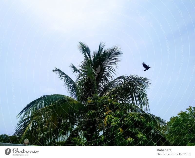 Vogel, der vom Kokosnussbaum fliegt, sieht gut aus Krähenschwarm Rabenvögel Tier Feder schwarz Natur fliegen Himmel Flügel Schnabel Luftverkehr Air Kolkrabe