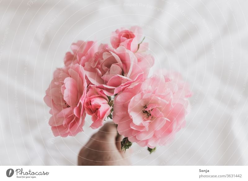 Hand hält rosa Rosen auf einer weißen Bettdecke Blume Blüte Nahaufnahme Sommer Duft Blühend Blumenstrauß Liebe Geschenk Geburtstag Valentinstag Muttertag Stil