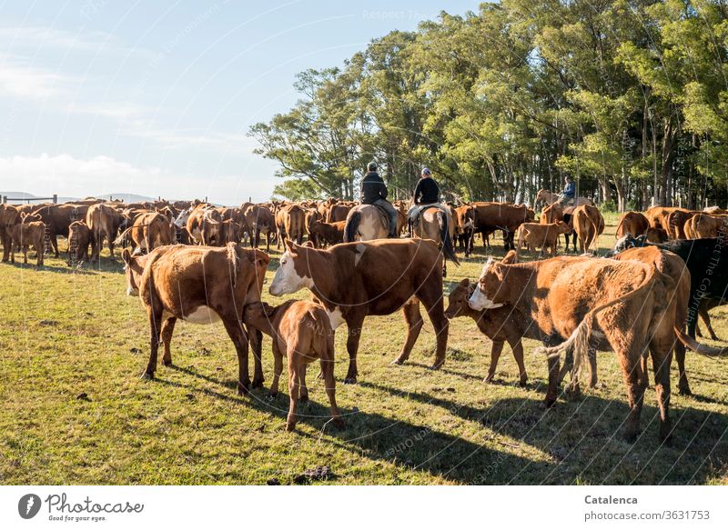 Drei Gauchos reiten die Kuhherde ab und schauen nach den Kälbern und ihren Müttern gelb grün blau Wolken Herde Umwelt Rind Landwirtschaft Weide Landschaft